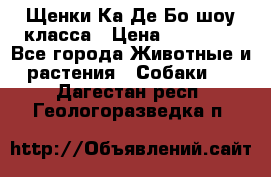 Щенки Ка Де Бо шоу класса › Цена ­ 60 000 - Все города Животные и растения » Собаки   . Дагестан респ.,Геологоразведка п.